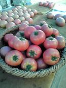 ���̏�ɂ��鐔��ނ̃t���[�c

�Ⴂ���x�Ŏ����I�ɐ������ꂽ����